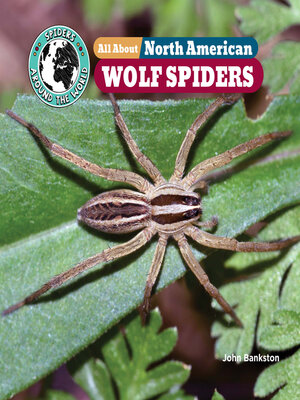 cover image of All About North American Wolf Spiders